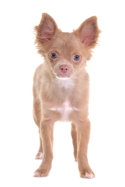 Niedlicher Chihuahua-Welpe stehend, in die Kamera schauend, isoliert — Stockfoto