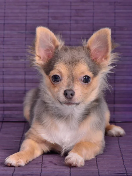 Szczeniak Chihuahua leżącego na tle desek — Zdjęcie stockowe