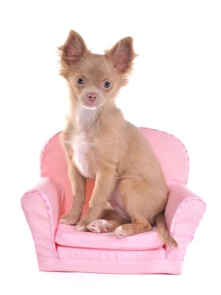 Chihuahua cachorro sentado en un sillón rosa — Foto de Stock