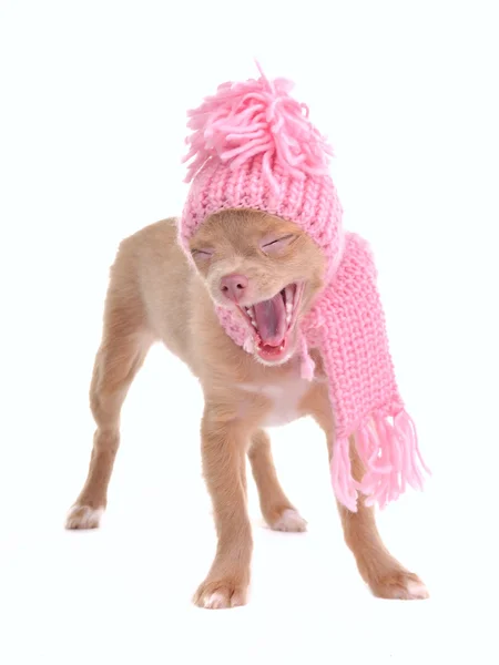 Filhote de cachorro chihuahua engraçado com chapéu e cachecol bocejando alto — Fotografia de Stock