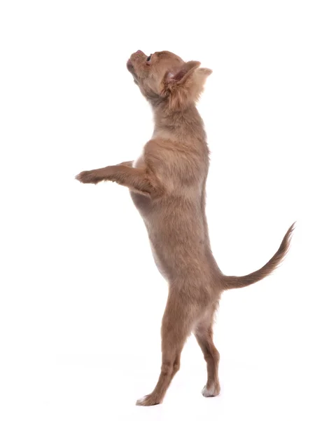 Chihuahua szczeniaka stojąc na tylnych łapach i przy leczeniu od strony — Zdjęcie stockowe