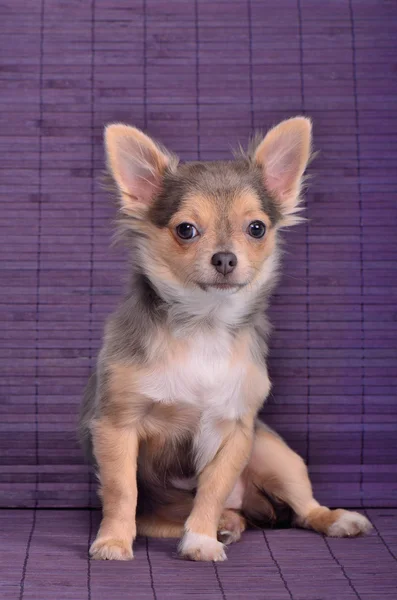 Chihuahua cucciolo seduta contro assi di legno sfondo — Foto Stock