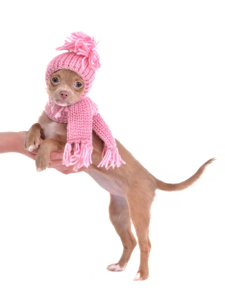Chihuahua puppy, standing with paws on palm — Stock Photo, Image