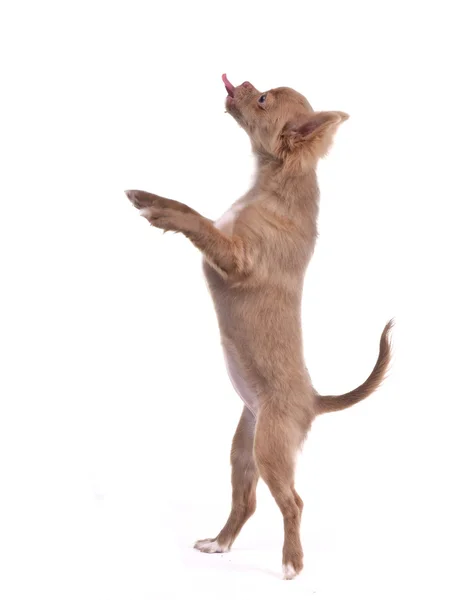 Chihuahua filhote de cachorro em pé nas pernas traseiras e tendo um deleite da mão — Fotografia de Stock