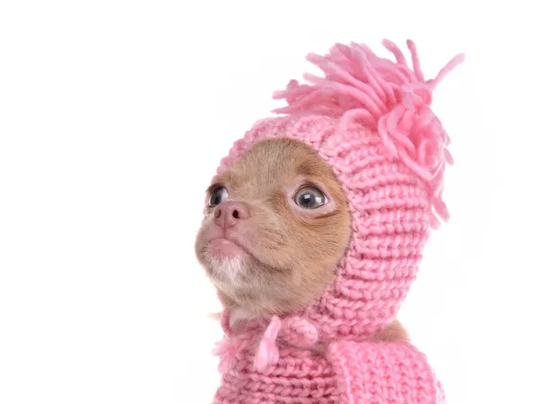 Portrait of chihuahua puppy wearing pink hat — Stock Photo, Image