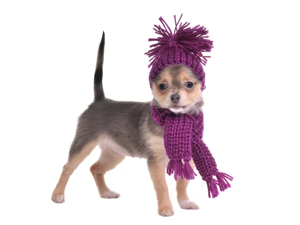 Filhote de cachorro chihuahua de pé usando chapéu e cachecol — Fotografia de Stock