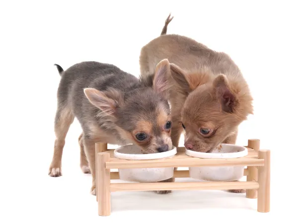 Twee schattige chihuahua puppies eten — Stockfoto
