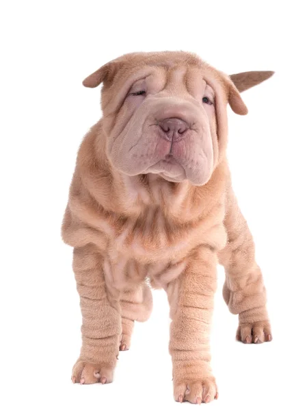 Sharpei puppy standing looking at camera — Stock Photo, Image