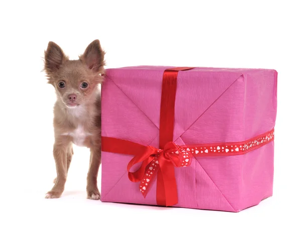Piccolo cucciolo di chihuahua con grande confezione regalo — Foto Stock