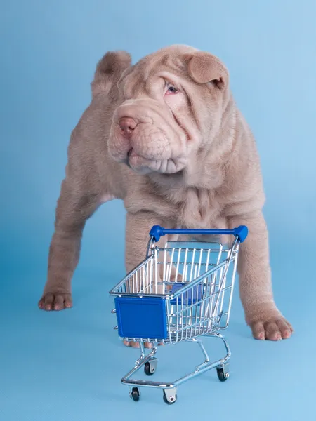 Adorable sharpei puppy with empty shopping cart — Stock Photo, Image