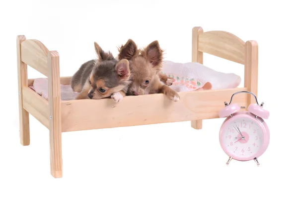 Chihuahua cachorros deitado em uma cama com despertador-relógio — Fotografia de Stock