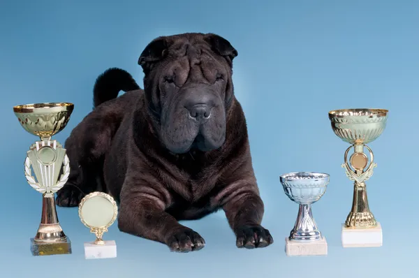 Big Sharpei Dog with awards looking at camera — Stock Photo, Image