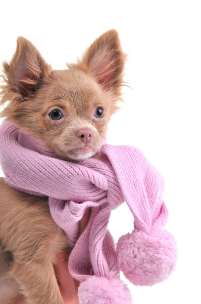 Chihuahua szczeniaka z portret różowy szalik — Zdjęcie stockowe