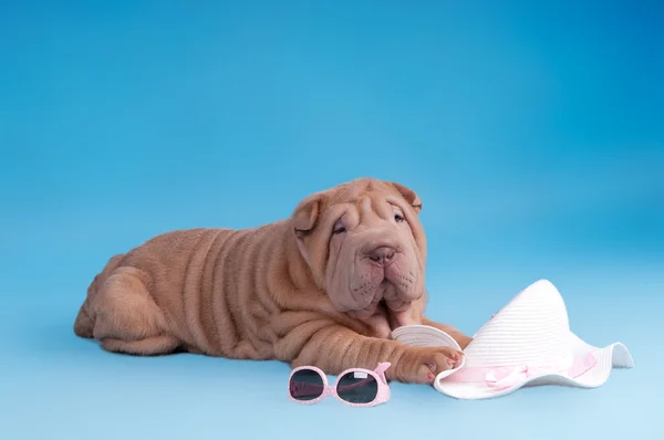 Sharpei cachorro se preparando para o verão — Fotografia de Stock