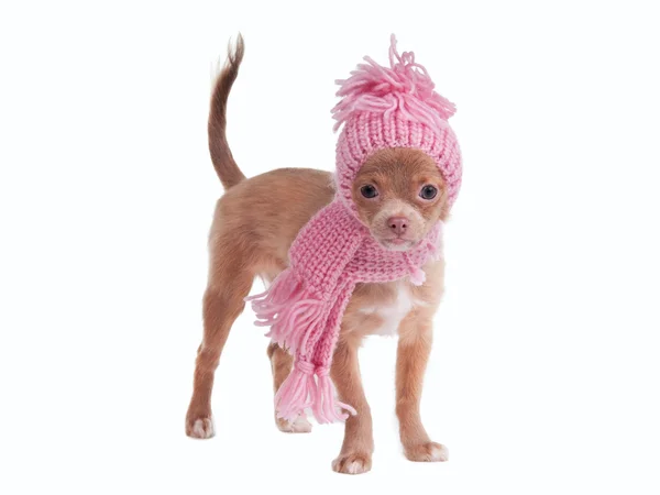 Cãozinho Chihuahua inverno com chapéu e cachecol — Fotografia de Stock