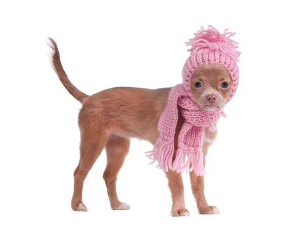 Chihhuahua cachorro usando chapéu rosa e cachecol — Fotografia de Stock
