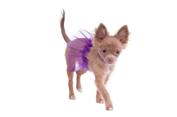 Chihuahua pup ballerina — Stockfoto