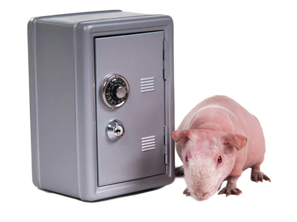 Guinea pig and a safe — Stock Photo, Image
