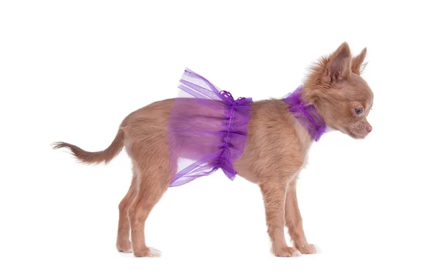 Chihuahua pup ballerina — Stockfoto