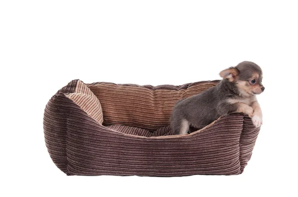 Chihuahua chiot dans un lit pour animaux de compagnie — Photo