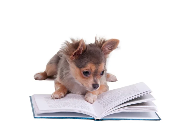 Minik chihuahua bir kitap okuma — Stok fotoğraf