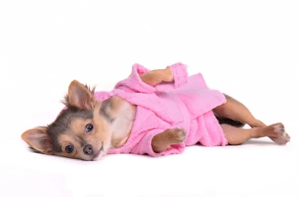 Chihuahua cucciolo dopo il bagno indossa accappatoio e pantofole, sdraiato isolato — Foto Stock