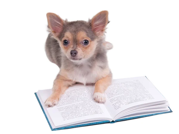 Kitap okurken chihhuahua köpek yavrusu — Stok fotoğraf