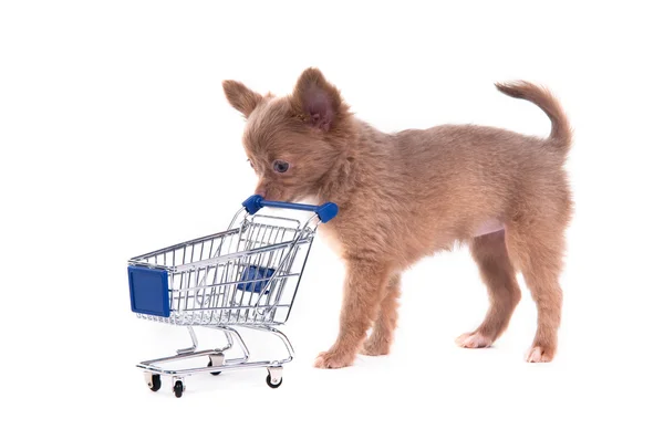 Chihuahua Puppy shopping — Stock Photo, Image