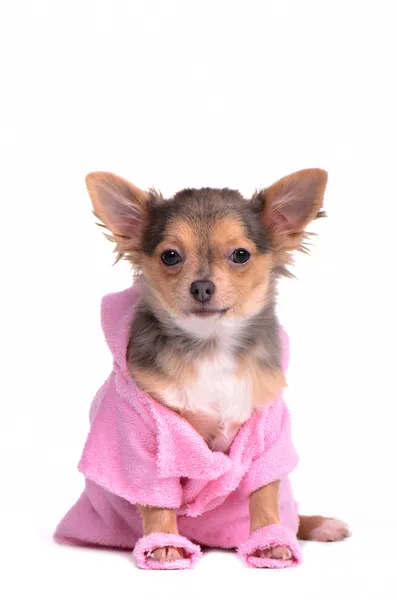 Chihuahua cachorro após o banho usando roupão de banho e chinelos isolados — Fotografia de Stock