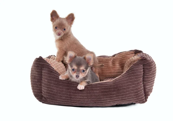 Chihuahua valpar i en barnsäng — Stockfoto
