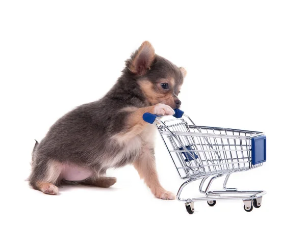Čivava štěně a nákupního košíku — Stock fotografie