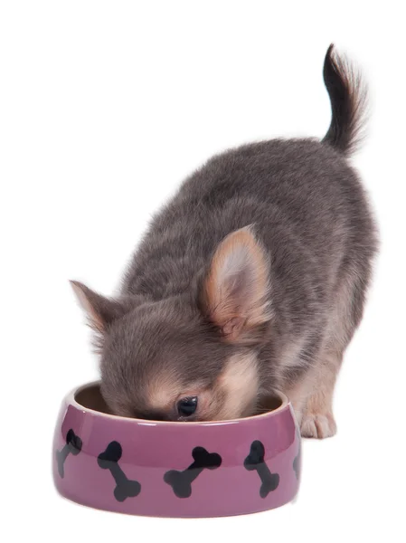 Chihuahua valp äter — Stockfoto