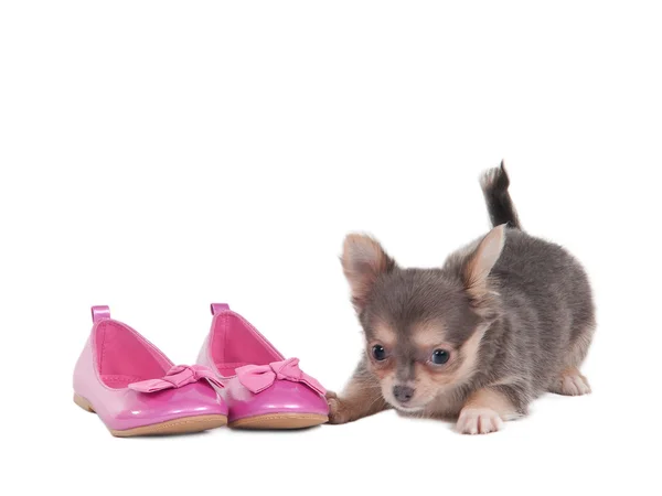 Чихуахуа цуценя з рожевими взуття — стокове фото