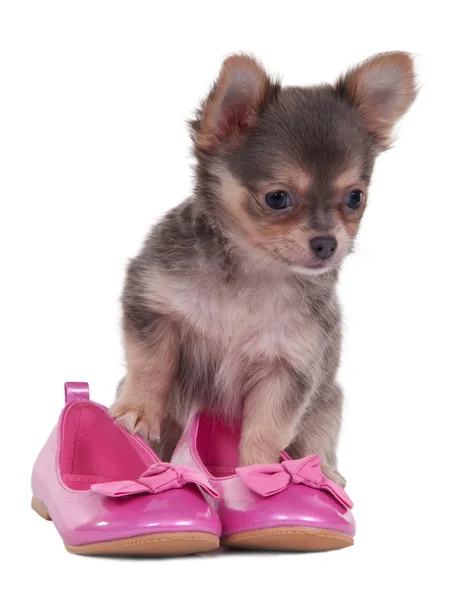Chihuahua valp med i rosa skor — Stockfoto