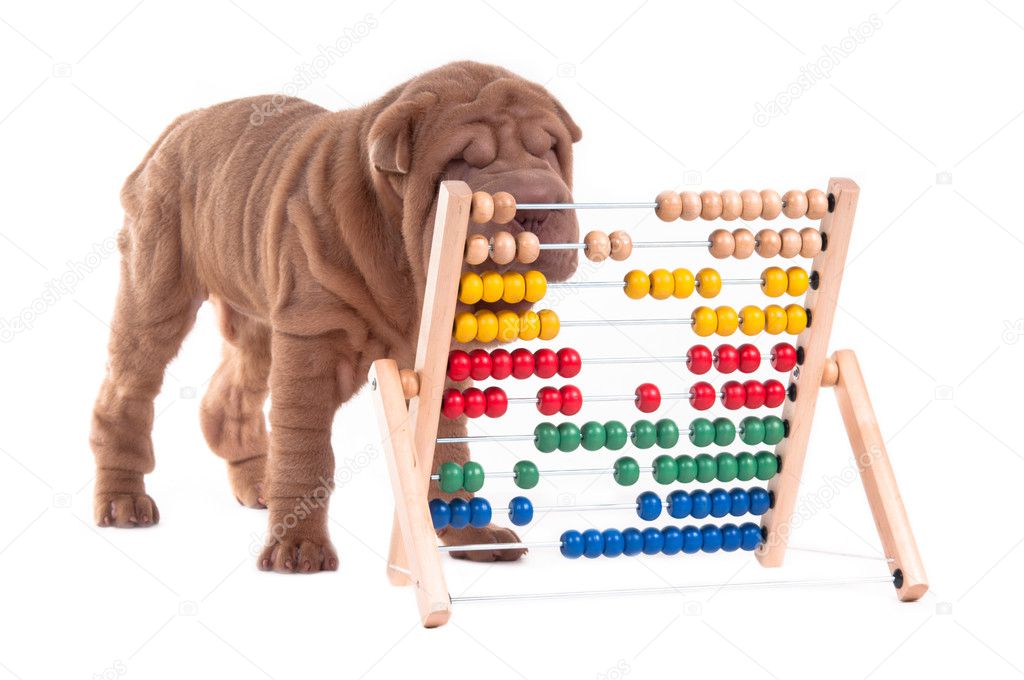 Smart sharpei puppy is learning how to count
