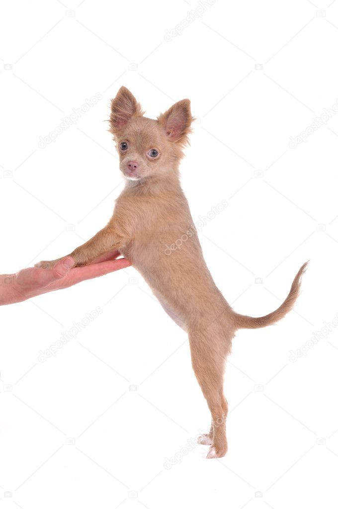 Chihuahua puppy standing on hind legs and steppind with its front legs on p