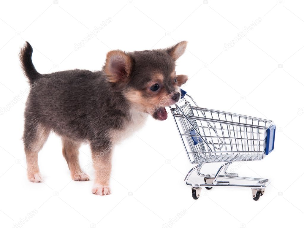 Chihuahua puppy and shopping cart