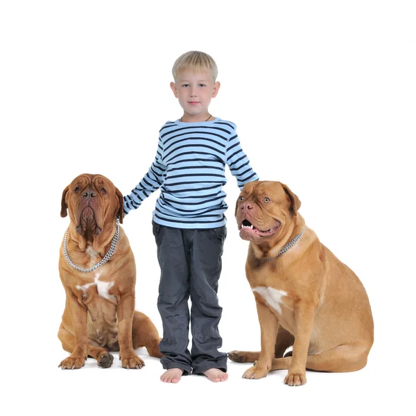 Całkowite bezpieczeństwo koncepcja - chłopiec z psami — Zdjęcie stockowe