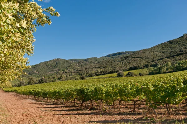 Виноградники Испании — стоковое фото