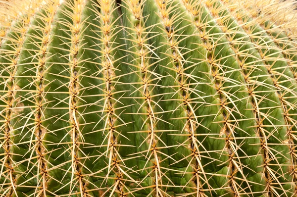 stock image Cactus close up