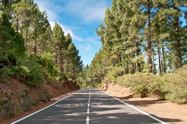 Дорога в хвойных лесах, Испания — стоковое фото