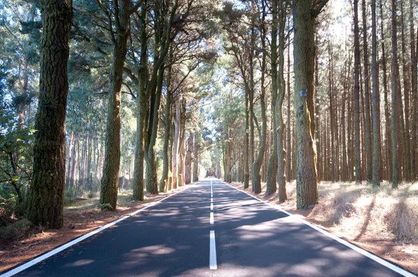 Road through the pine woods, Spain — Stock Photo, Image