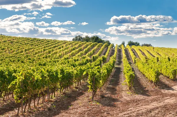 Vineyard and hills, Spain — Stock Photo, Image