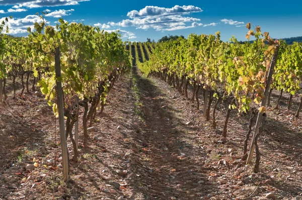 Reihen von Weinreben, Spanien — Stockfoto