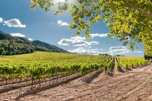 Vineyard, Espagne Image En Vente
