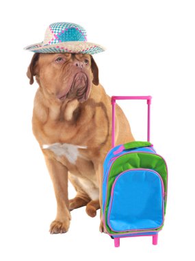 Pet travel concept clipart