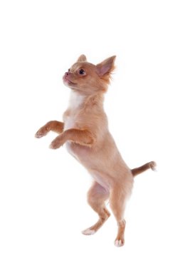 chihuahua köpek Jumping