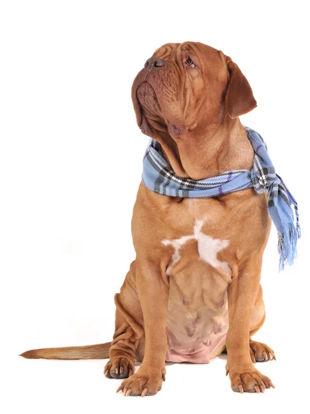 Grande cane con sciarpa — Foto Stock