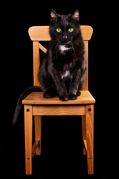 Kara kedi üzerinde ahşap sandalye — Stok fotoğraf
