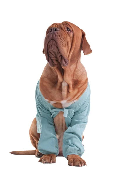 Pies z sweter — Zdjęcie stockowe